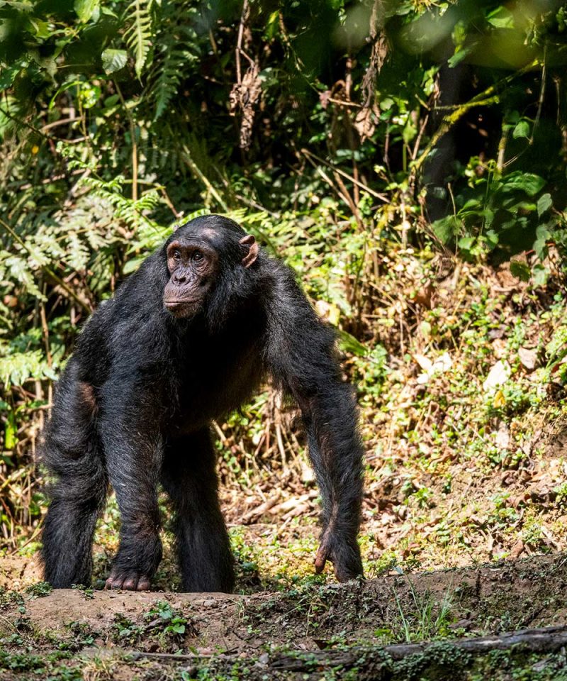 2-days-nyungwe-chimpanzee-trekking-tour