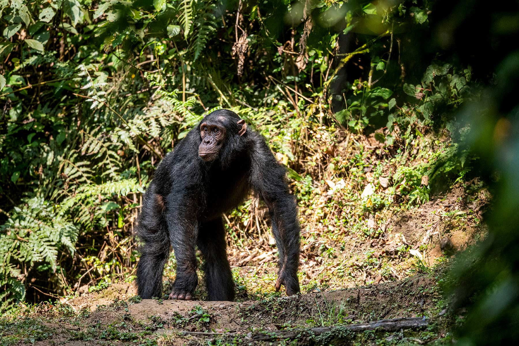 2-days-nyungwe-chimpanzee-trekking-tour