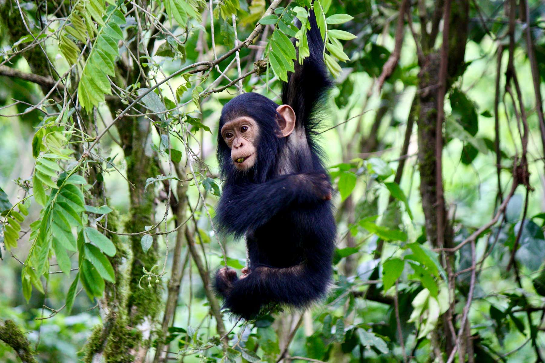 3-days-kibale-chimpanzee-tracking-tour
