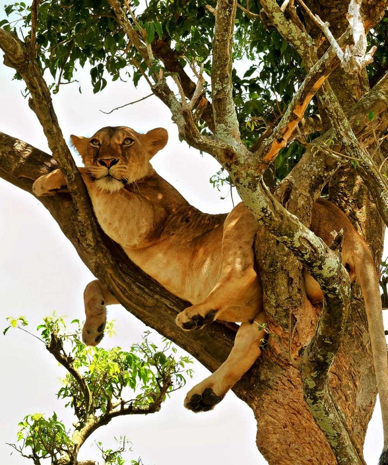 3-days-queen-elizabeth-national-park