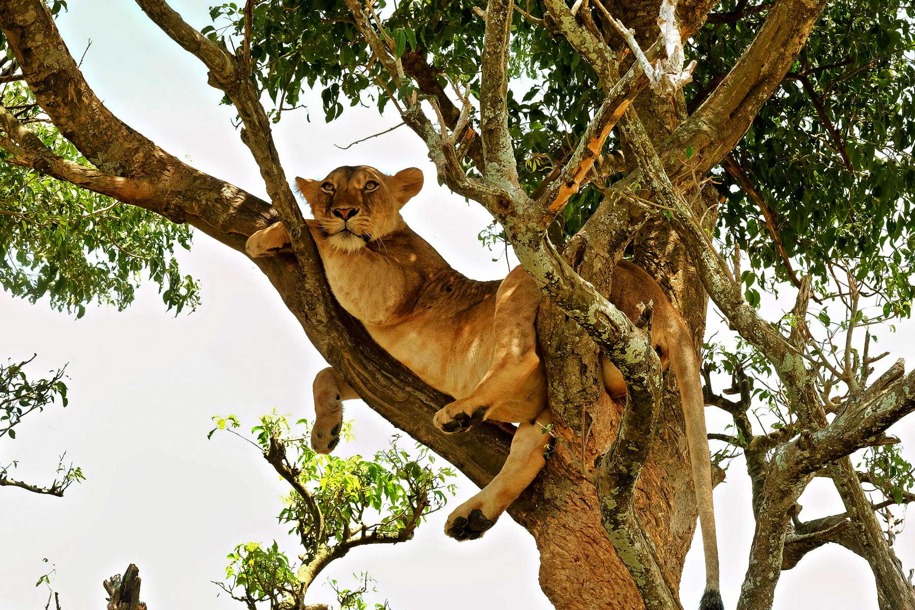 3-days-queen-elizabeth-national-park