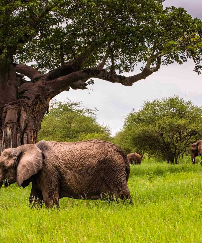 3-days-tarangire-ngorongoro-crater-safari