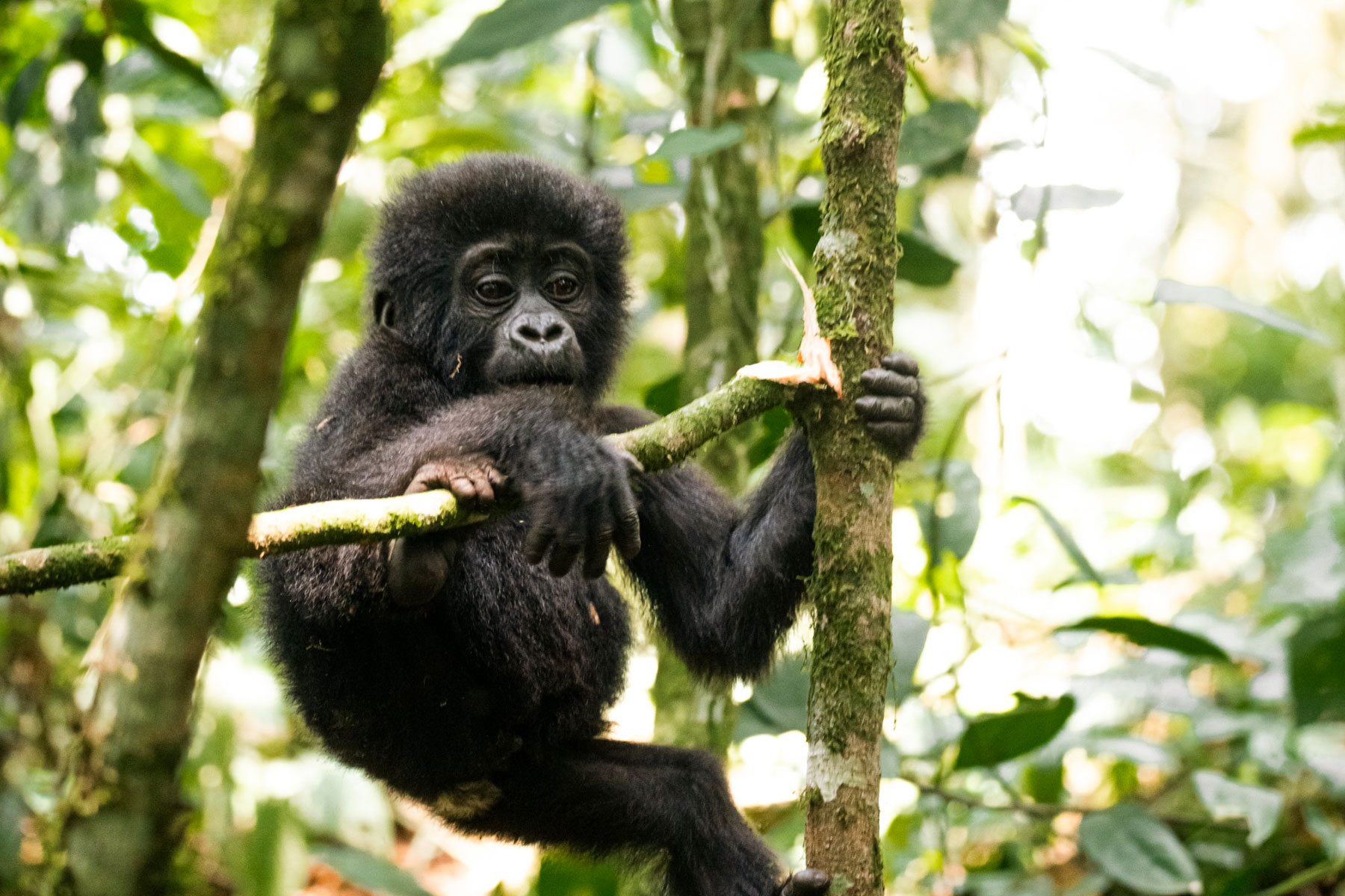 3-days-uganda-gorilla-trekking-safari