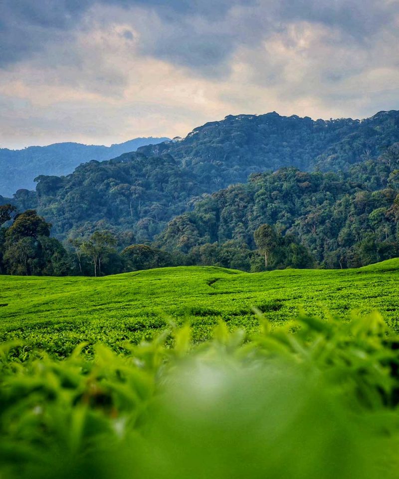 5-days-nyungwe-forest-tour