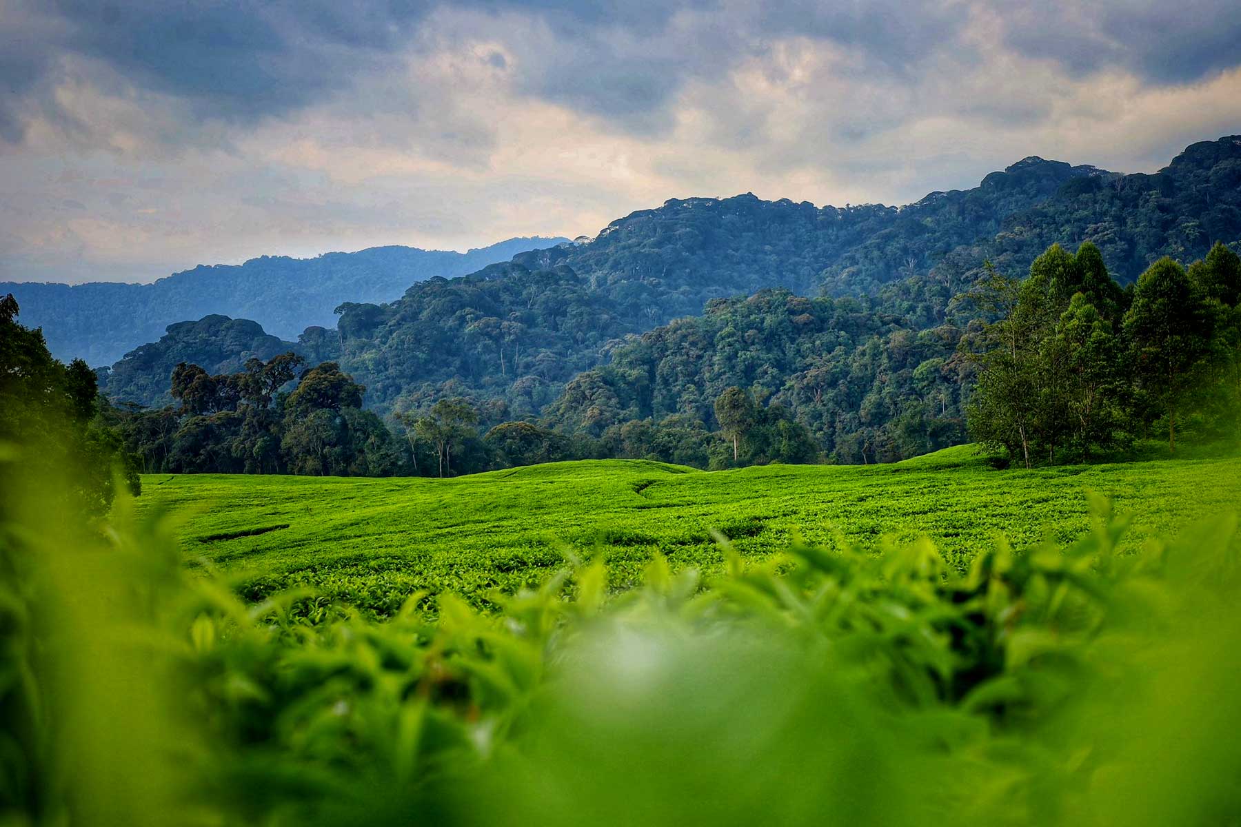 5-days-nyungwe-forest-tour