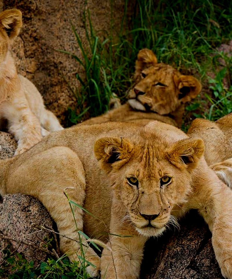 5-days-tanzania-wildlife-safari