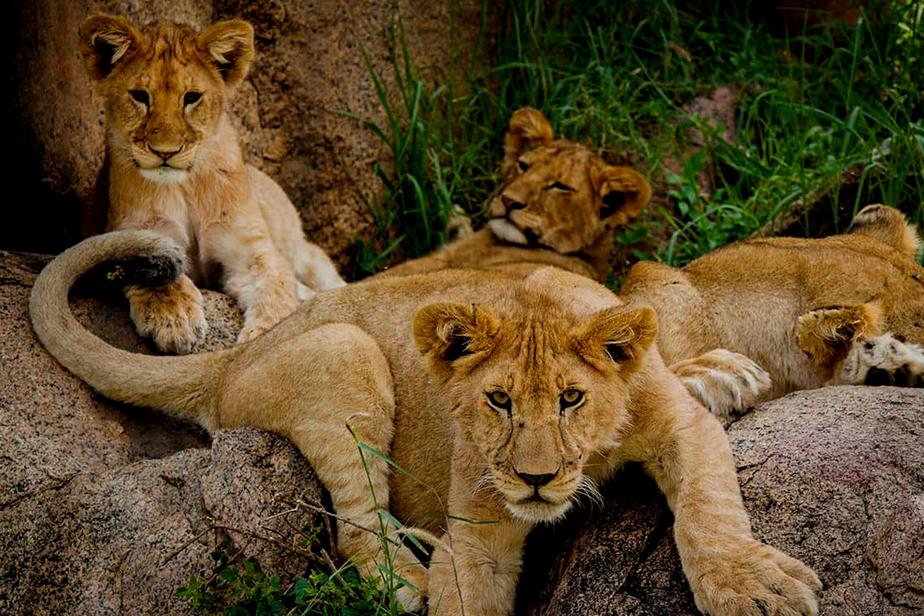 5-days-tanzania-wildlife-safari