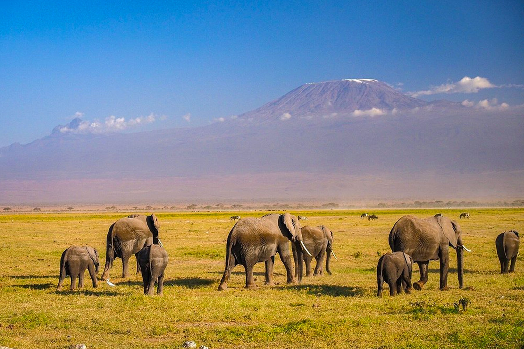 6-days-masai-mara-lake-nakuru-amboseli