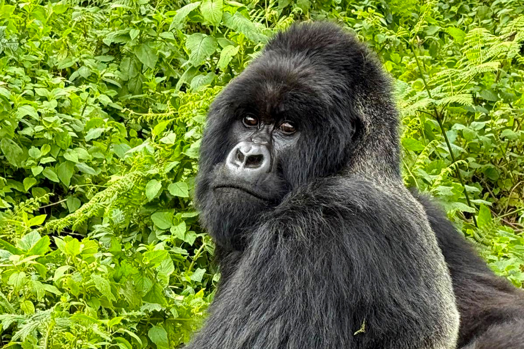 4-days-rwanda-gorilla-trekking-safari