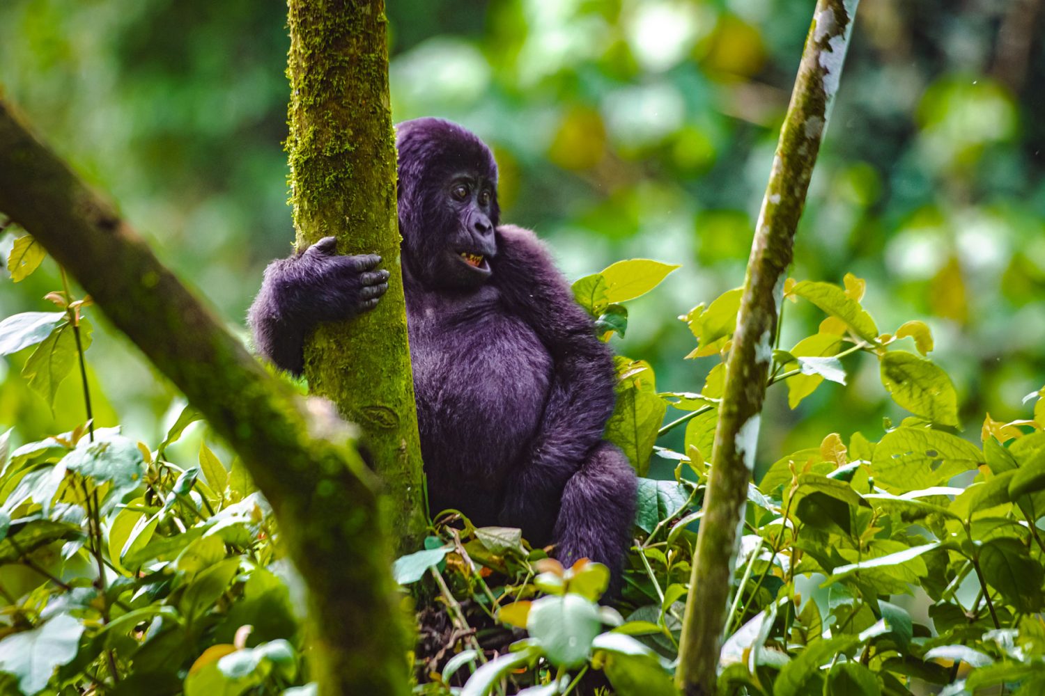 gorilla-trekking-in-uganda